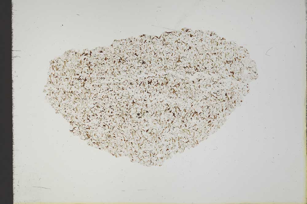 Plane Polarized, S18342