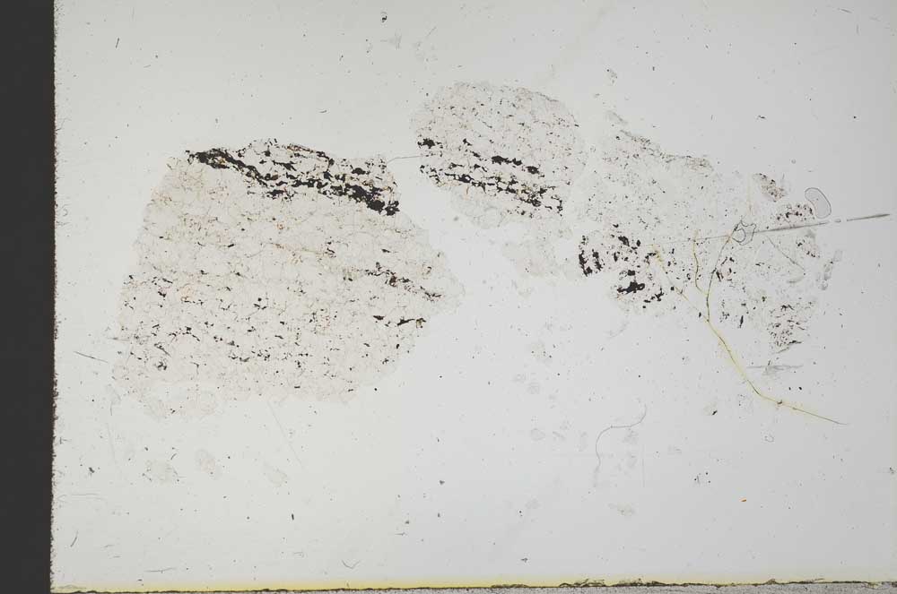 Plane Polarized, S18350