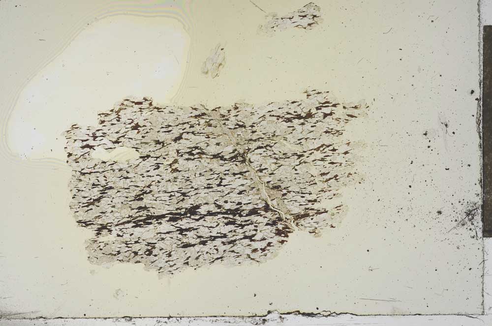 Plane Polarized, S18363