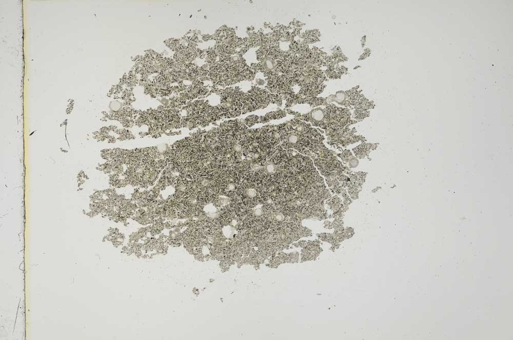 Plane Polarized, S18411