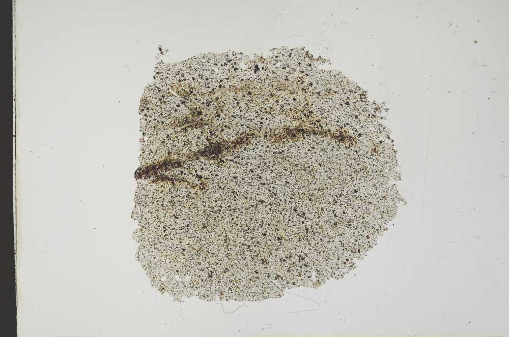 Plane Polarized, S18586