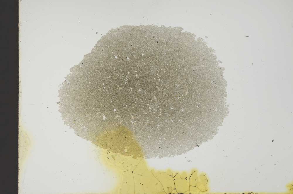 Plane Polarized, S18592