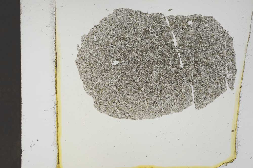 Plane Polarized, S19025