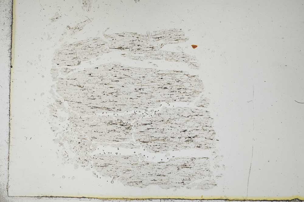 Plane Polarized, S19175