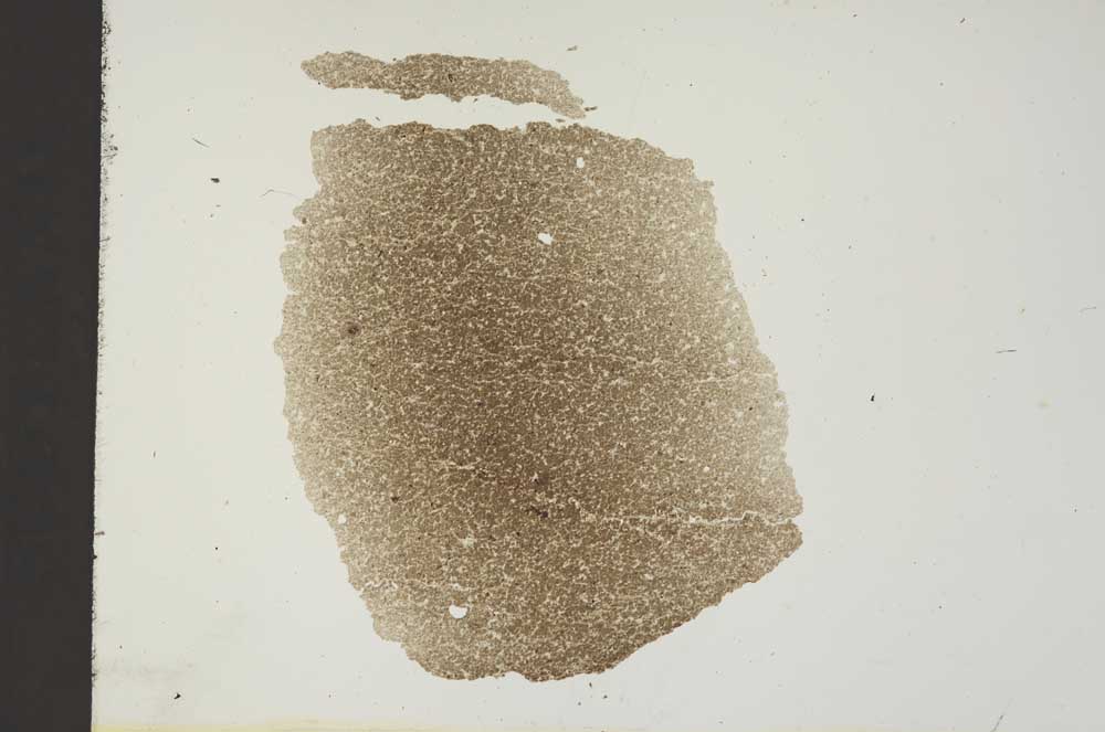 Plane Polarized, S19223