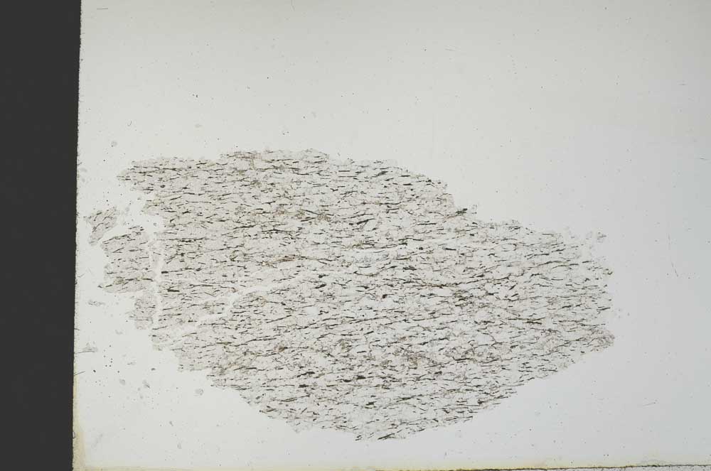 Plane Polarized, S19251/a