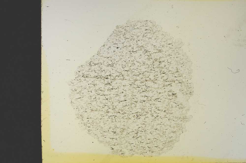 Plane Polarized, S19252