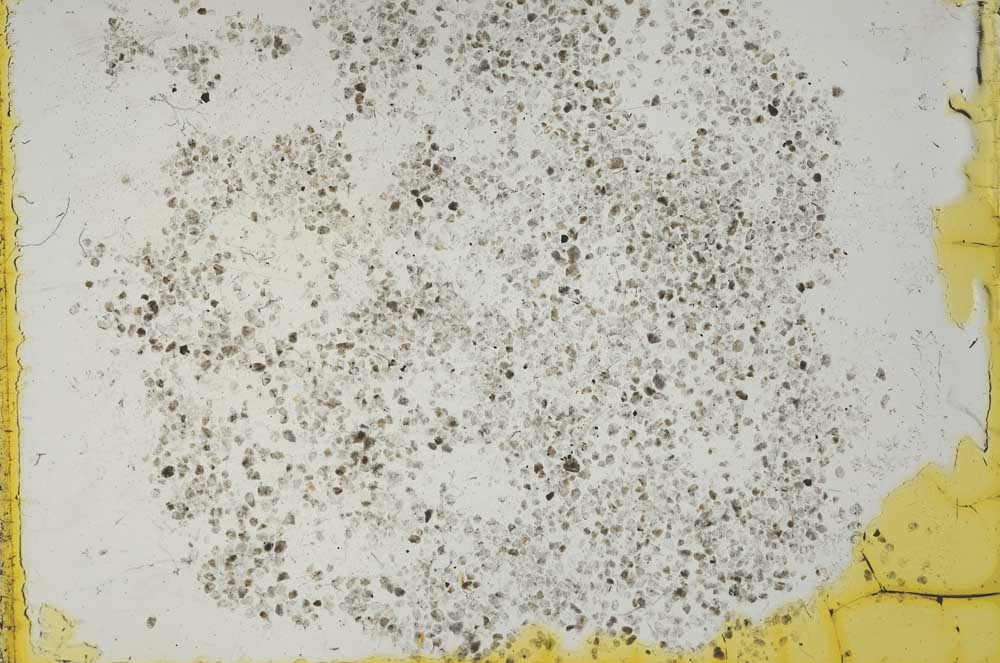 Plane Polarized, S19621