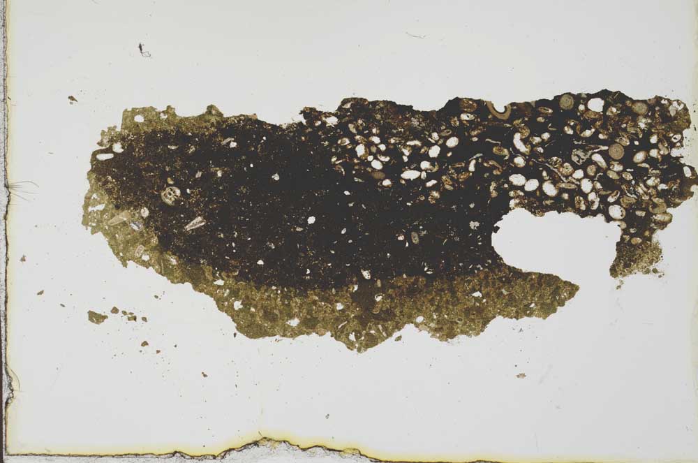Plane Polarized, S19994