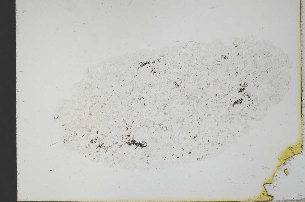 Plane Polarized, S20290