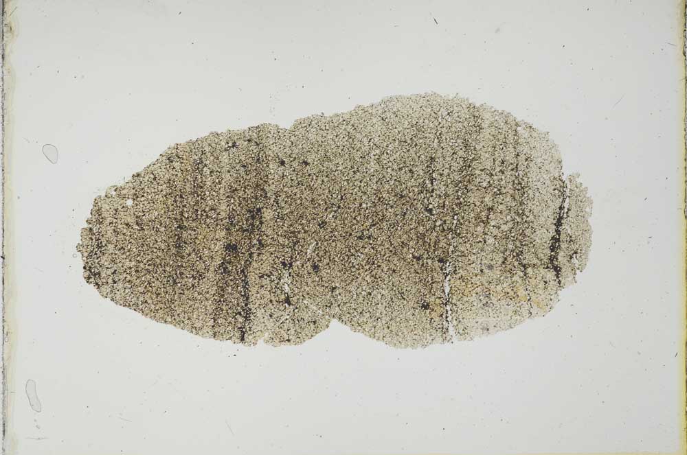 Plane Polarized, S20640