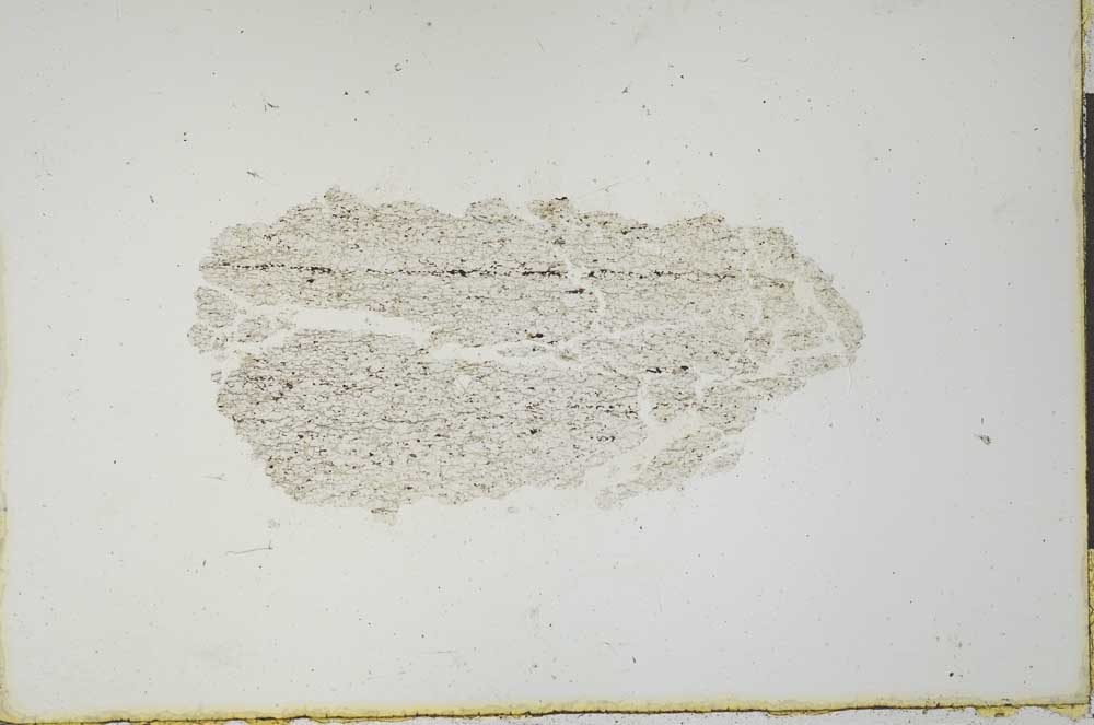 Plane Polarized, S20663