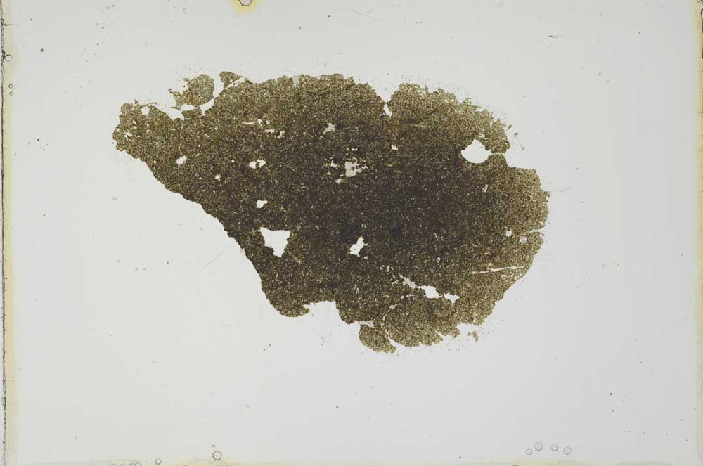 Plane Polarized, S20792