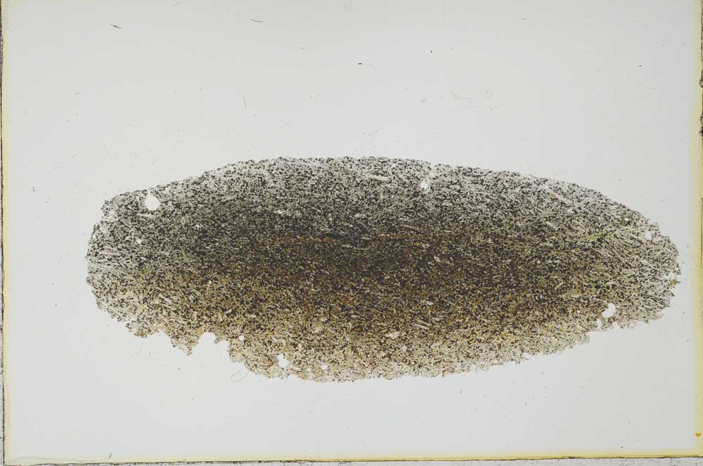 Plane Polarized, S20971