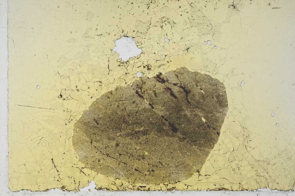 Plane Polarized, S20989