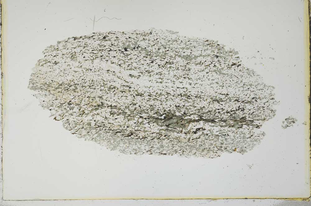 Plane Polarized, S21092