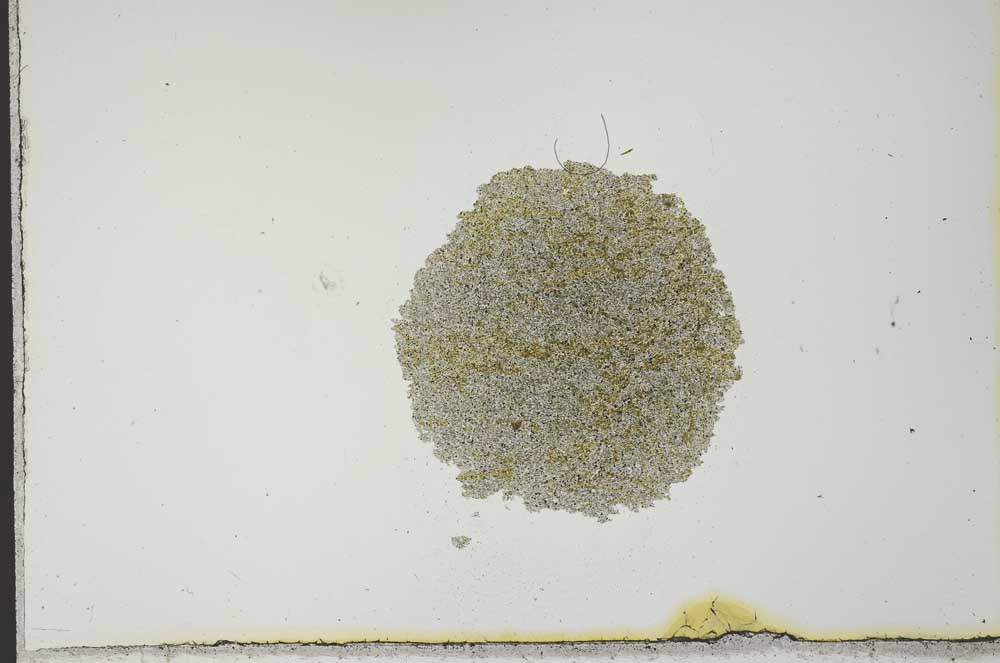 Plane Polarized, S21238