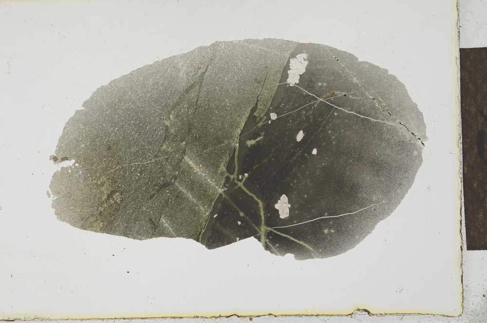 Plane Polarized, S21565