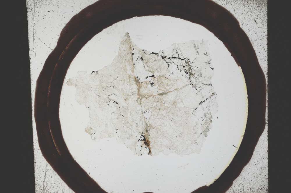Plane Polarized, S21709