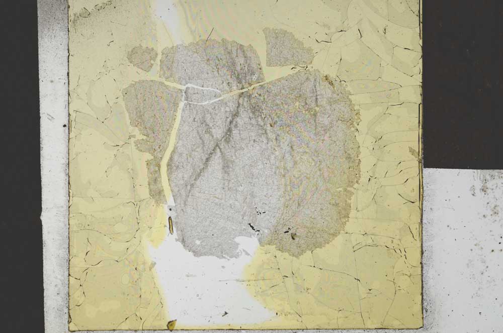 Plane Polarized, S21733