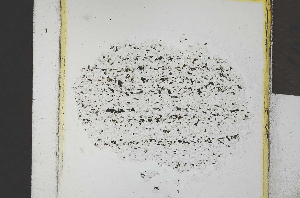 Plane Polarized, S21885
