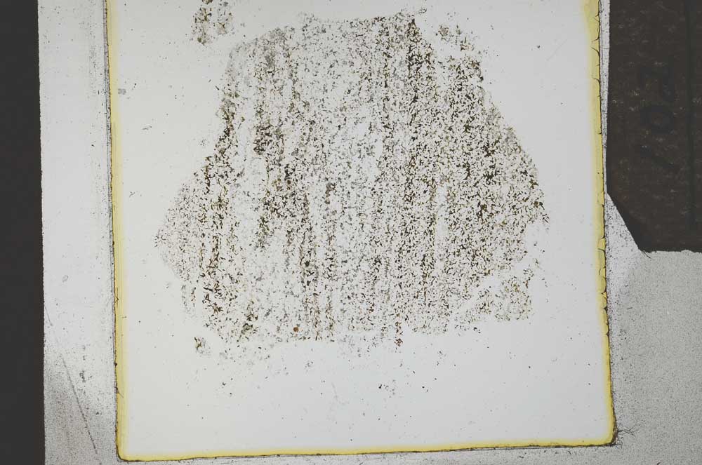 Plane Polarized, S21894