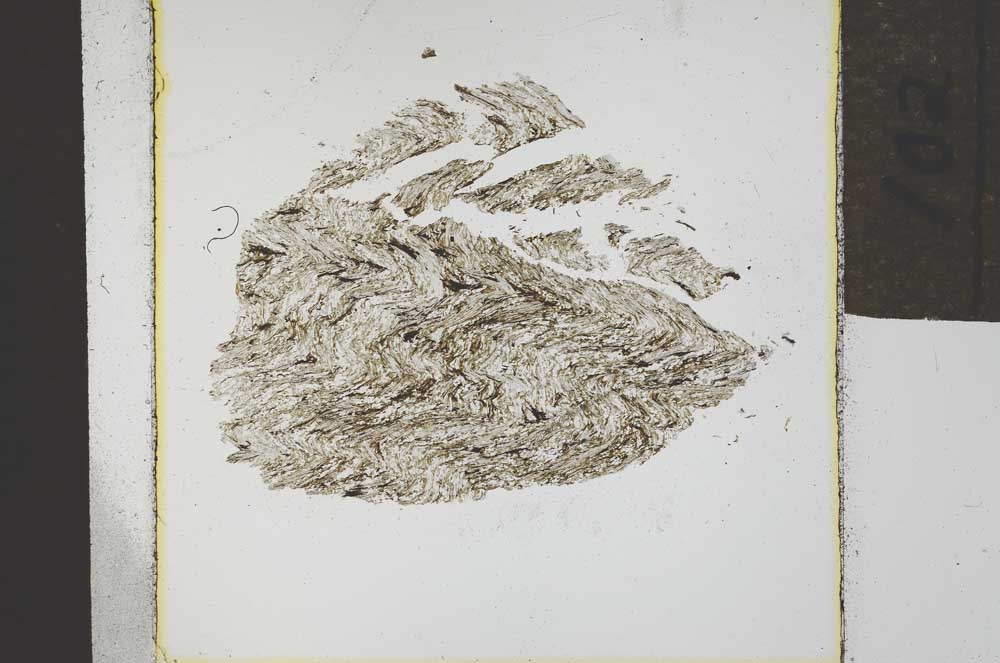 Plane Polarized, S21898