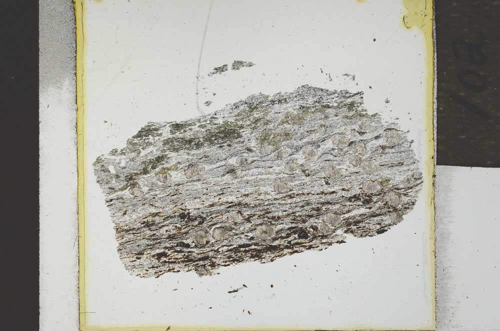 Plane Polarized, S21938