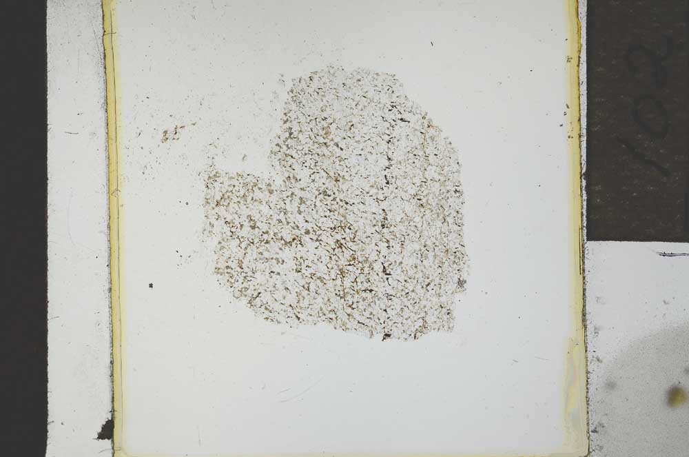 Plane Polarized, S21948
