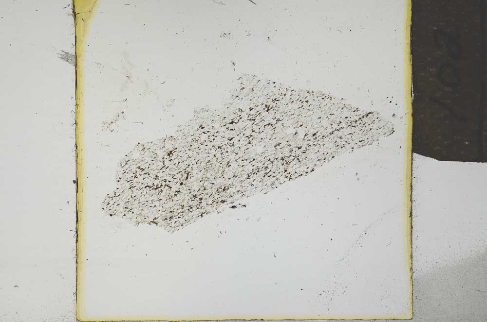 Plane Polarized, S21958