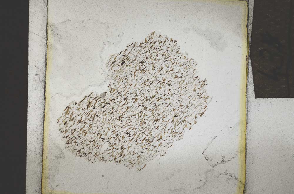 Plane Polarized, S22133