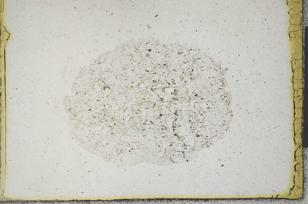 Plane Polarized, S22185