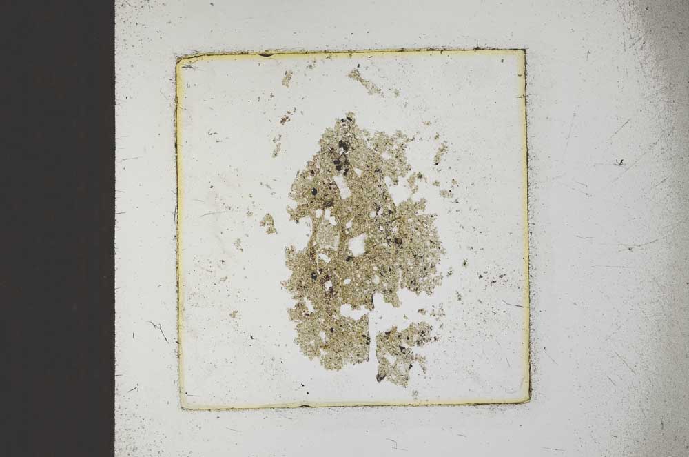 Plane Polarized, S23232