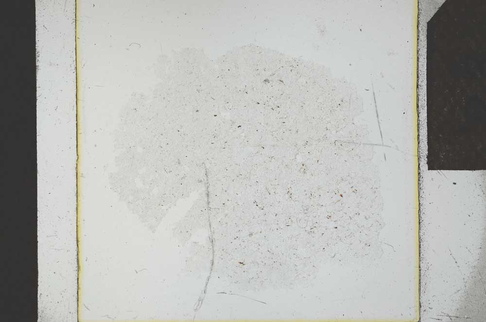 Plane Polarized, S23867