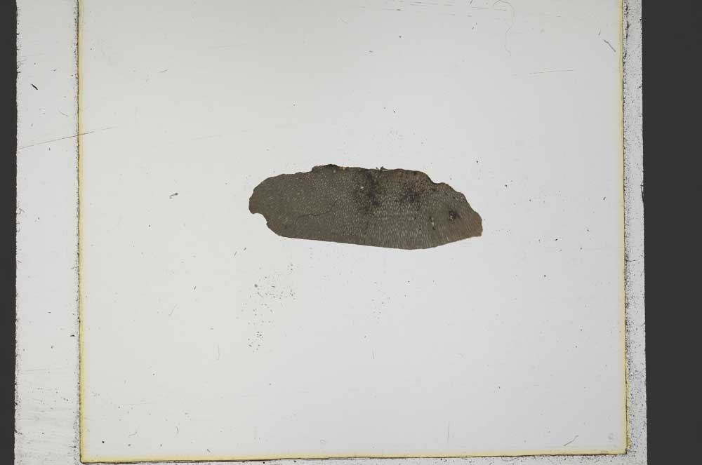 Plane Polarized, S23876/C