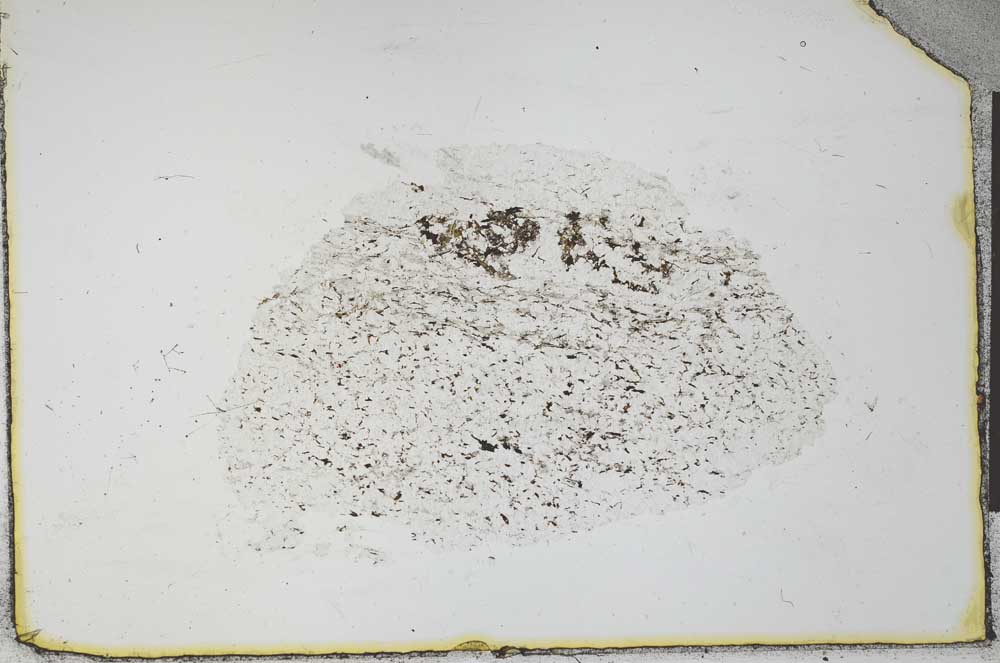 Plane Polarized, S23976