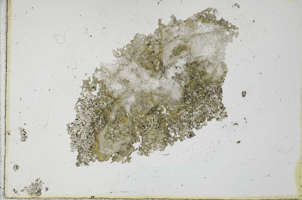 Plane Polarized, S24358