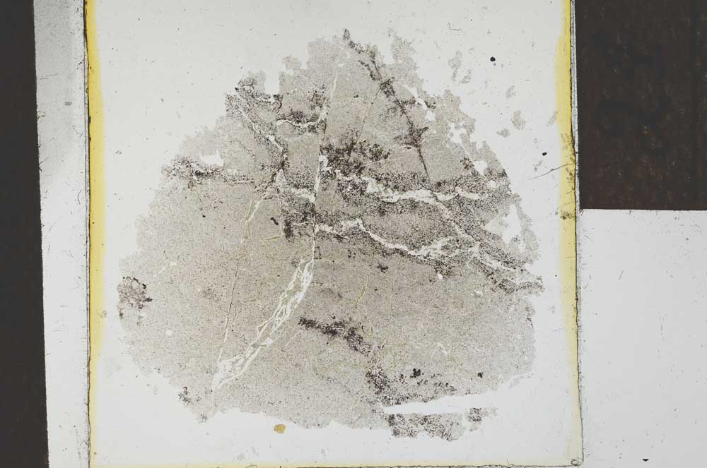 Plane Polarized, S24556
