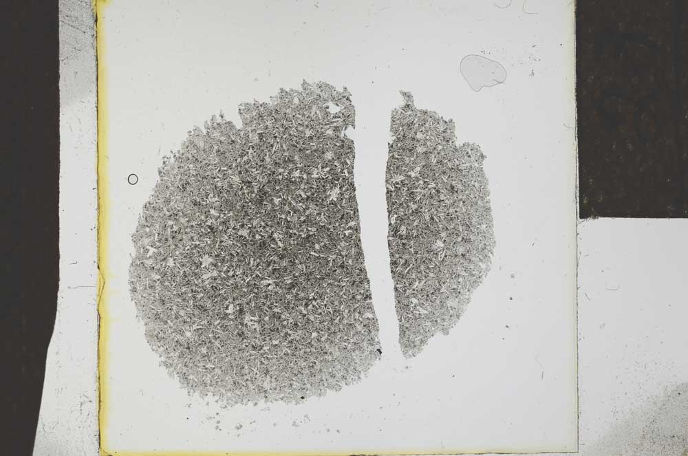 Plane Polarized, S24595