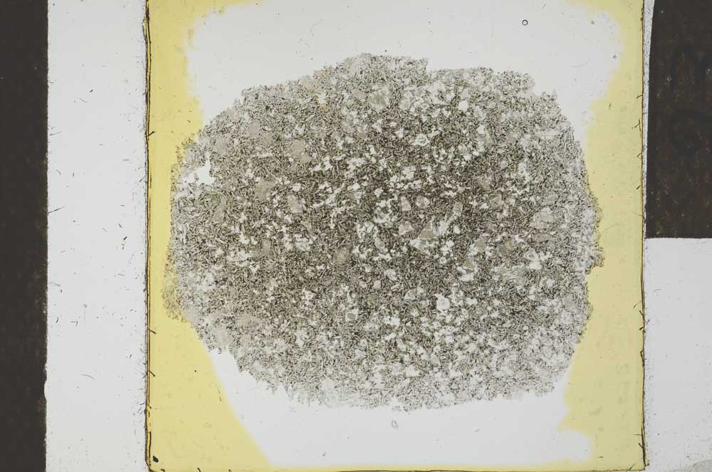 Plane Polarized, S24606