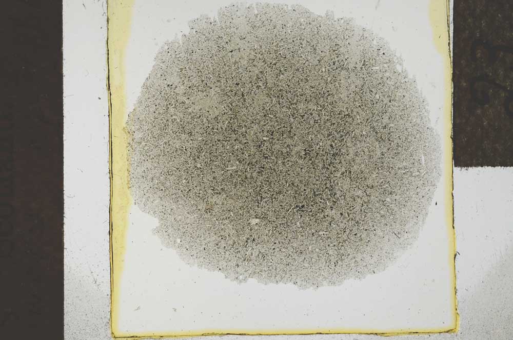 Plane Polarized, S24610