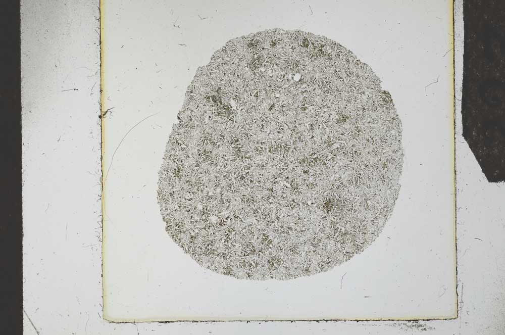 Plane Polarized, S24686