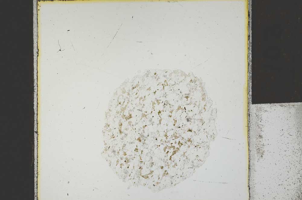 Plane Polarized, S24791