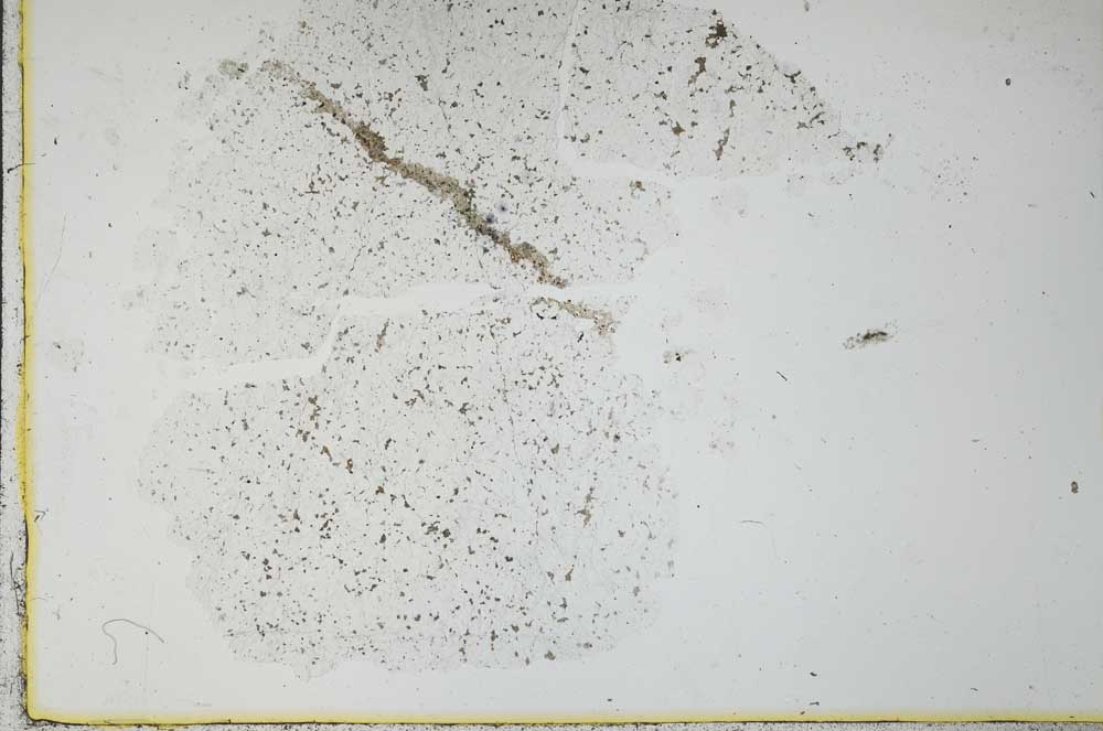 Plane Polarized, S25541