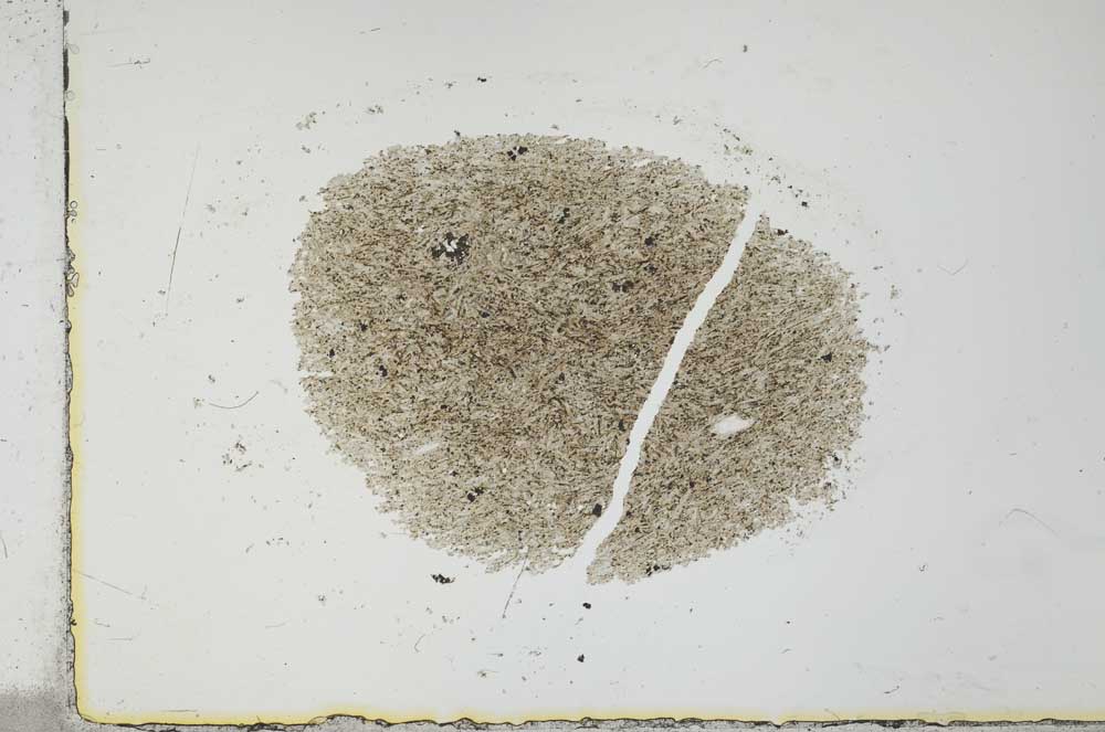 Plane Polarized, S26013