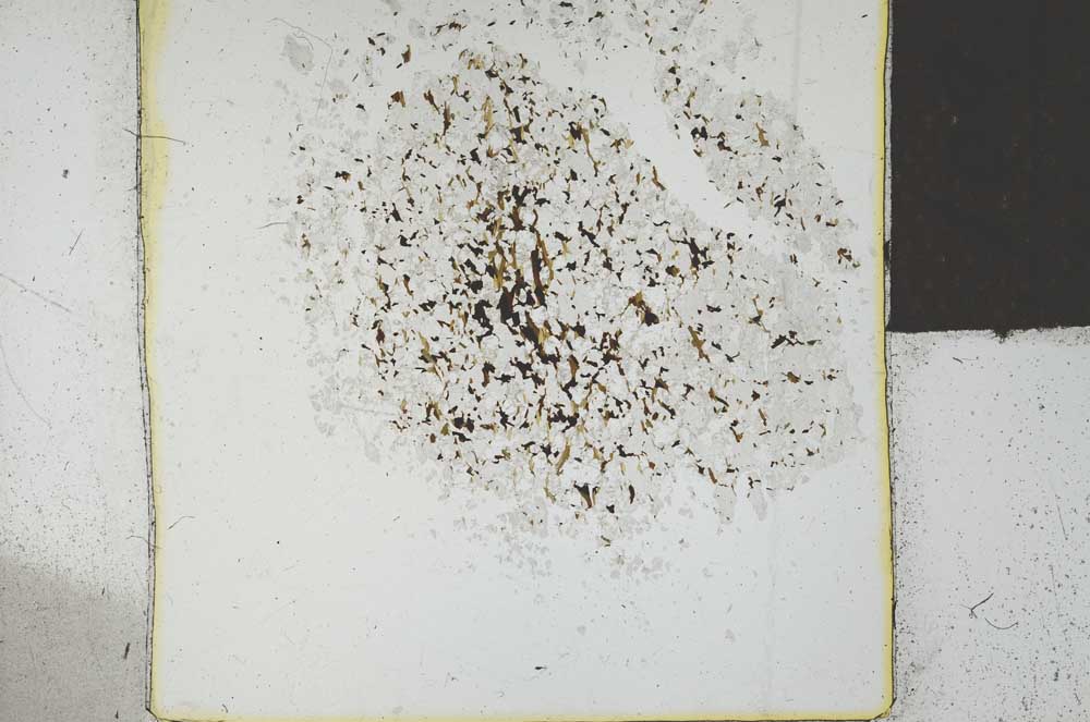 Plane Polarized, S26260