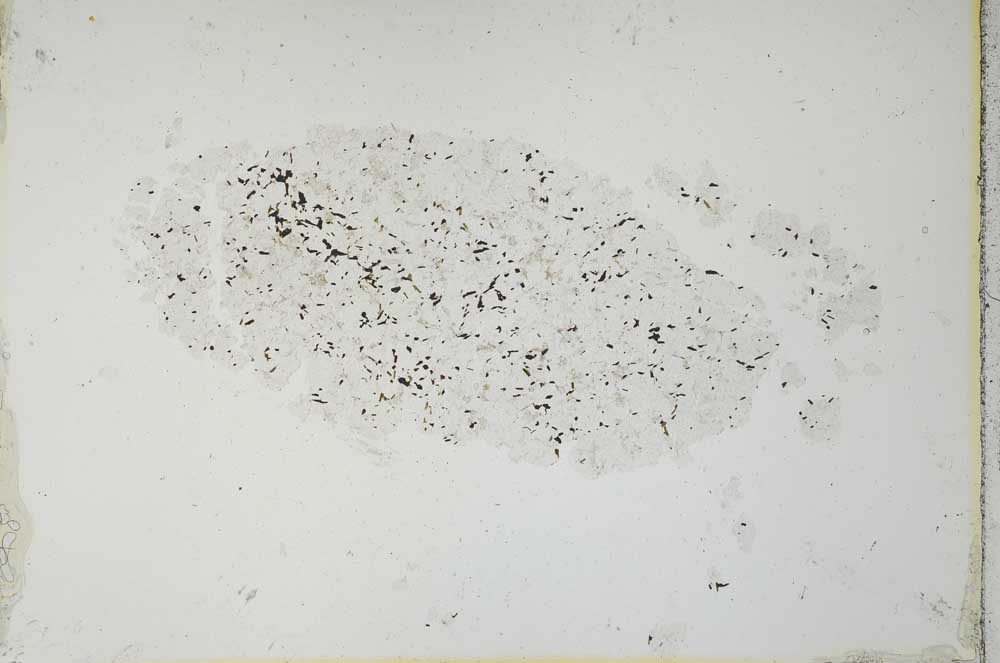 Plane Polarized, S26346