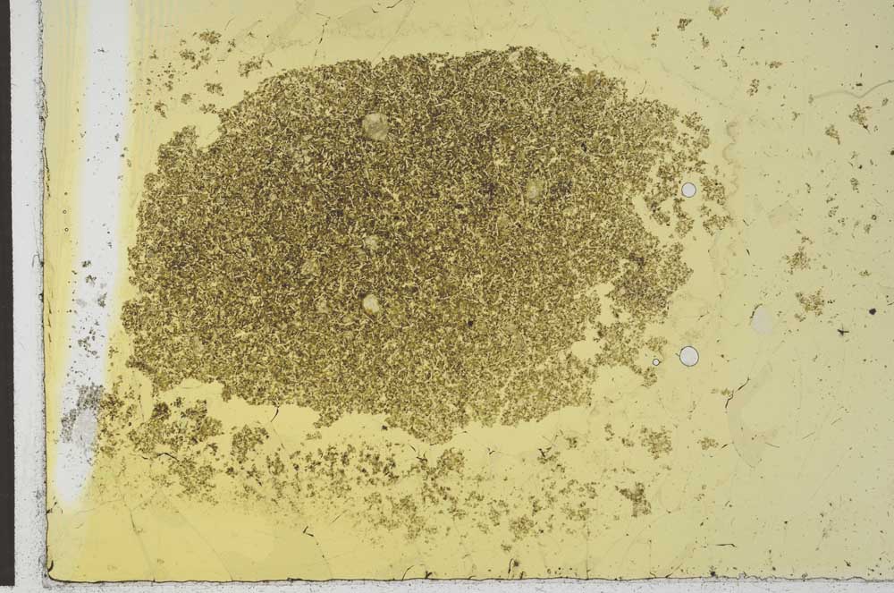 Plane Polarized, S26522