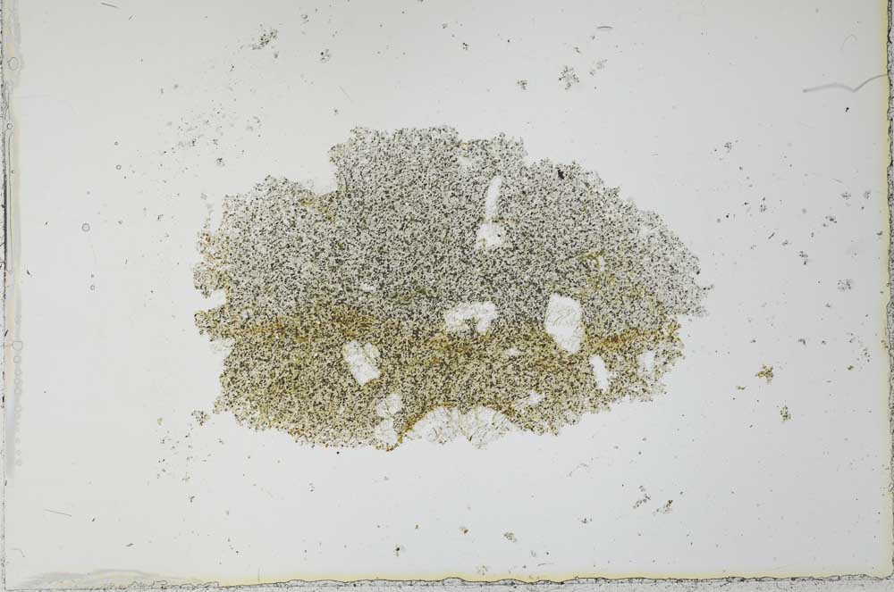 Plane Polarized, S26561