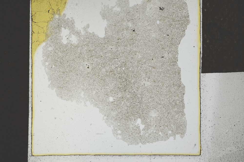 Plane Polarized, S26789